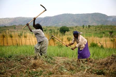 Culture_du_manioc-1